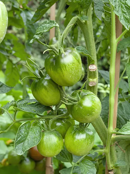 463035 - Tomato (Lycopersicon esculentum 'Black Plum')