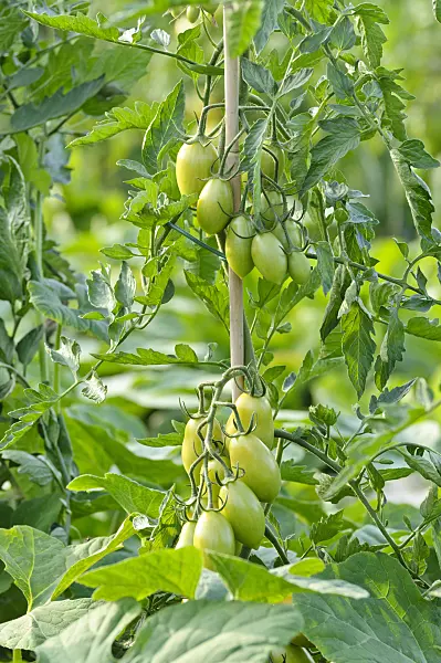 474506 - Tomato (Lycopersicon esculentum 'Goldino')