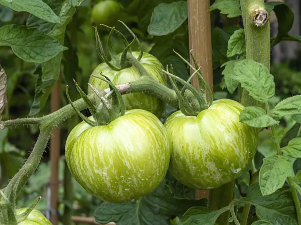 463033 - Tomato (Lycopersicon esculentum 'Green Zebra')