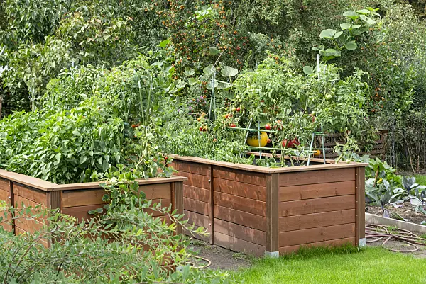625004 - Tomato (Lycopersicon esculentum) in raised beds