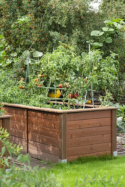 625005 - Tomato (Lycopersicon esculentum) in raised beds