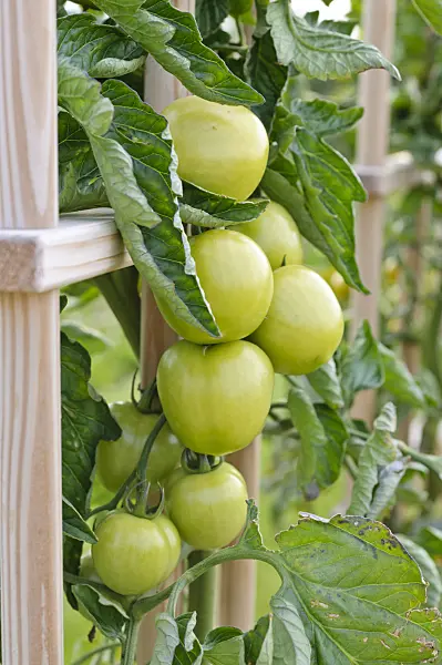474234 - Tomato (Lycopersicon esculentum 'Rougella')