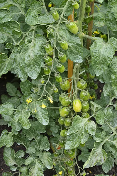 474248 - Tomato (Lycopersicon esculentum 'Santasian')