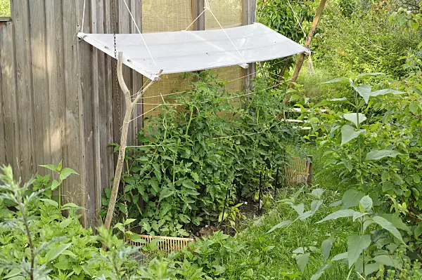 473299 - Tomato (Lycopersicon esculentum) with protection against rain