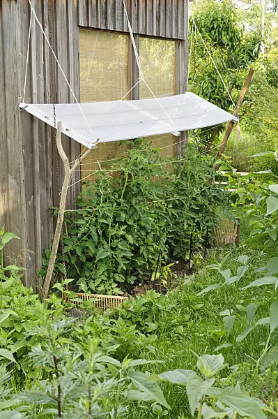 473300 - Tomato (Lycopersicon esculentum) with protection against rain