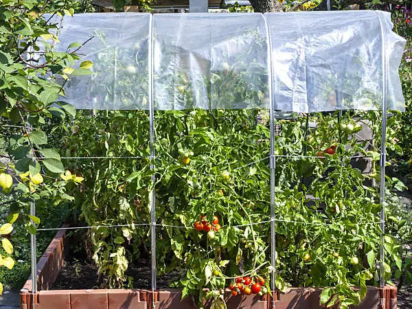 476007 - Tomato (Lycopersicon esculentum) with protection against rain