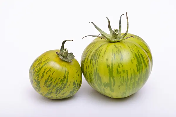 476067 - Tomatoes (Lycopersicon esculentum)