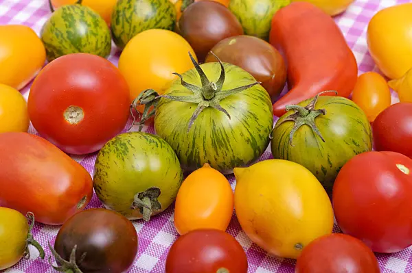 476070 - Tomatoes (Lycopersicon esculentum)