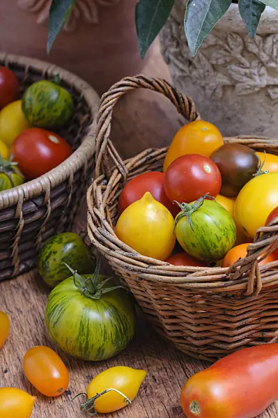 476072 - Tomatoes (Lycopersicon esculentum)