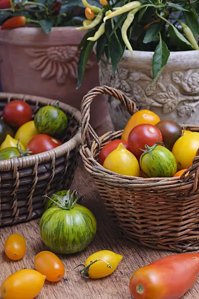 476073 - Tomatoes (Lycopersicon esculentum)