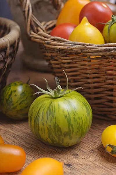 476074 - Tomatoes (Lycopersicon esculentum)