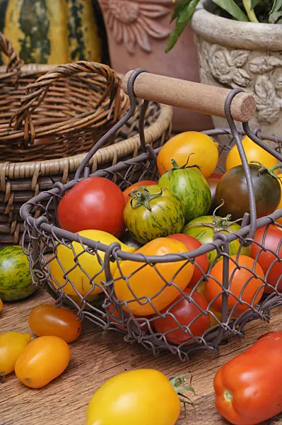 476075 - Tomatoes (Lycopersicon esculentum)