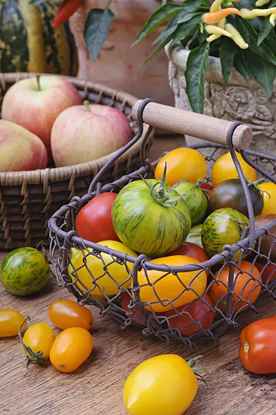 476077 - Tomatoes (Lycopersicon esculentum)