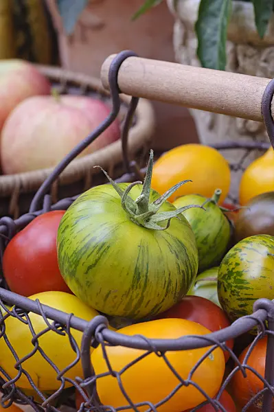 476078 - Tomatoes (Lycopersicon esculentum)