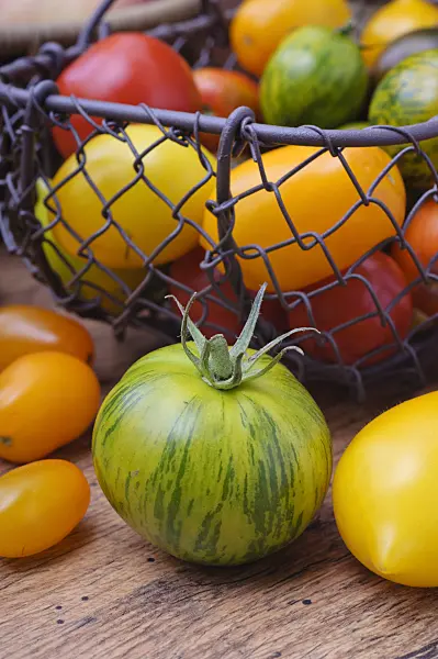 476079 - Tomatoes (Lycopersicon esculentum)