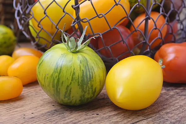 476080 - Tomatoes (Lycopersicon esculentum)
