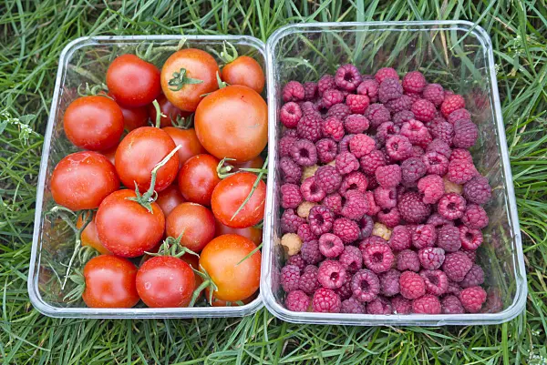 561074 - Tomatoes (Lycopersicon esculentum) and red raspberry (Rubus idaeus)