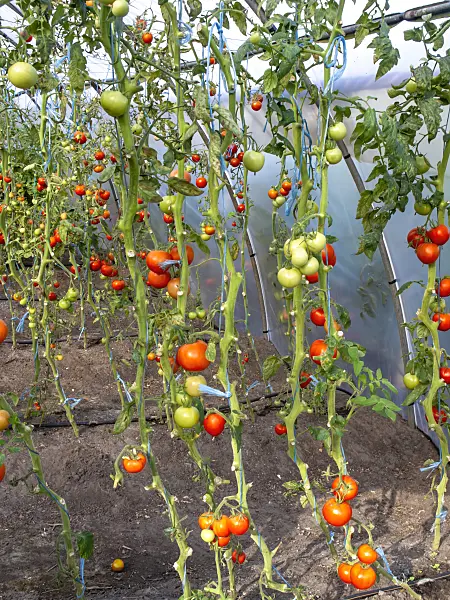 490005 - Tomatoes (Lycopersicon esculentum) in a green house