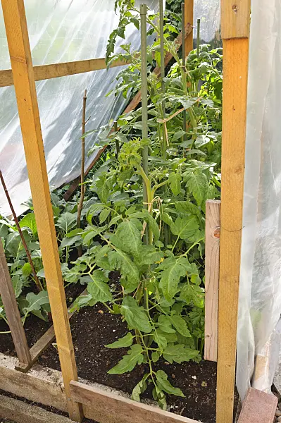 473202 - Tomatoes (Lycopersicon esculentum) in a poly greenhouse