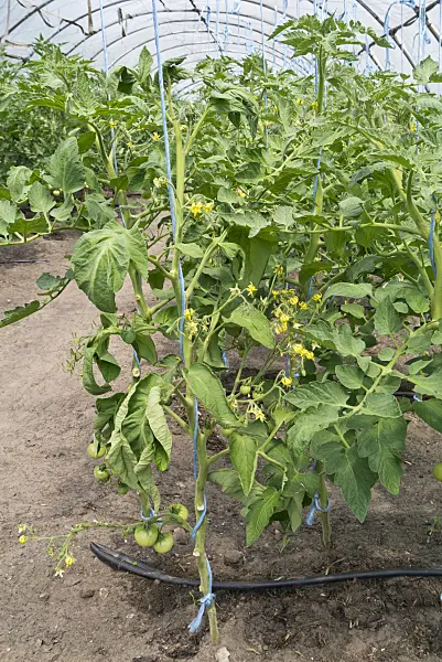 534253 - Tomatoes (Lycopersicon esculentum) in a poly greenhouse
