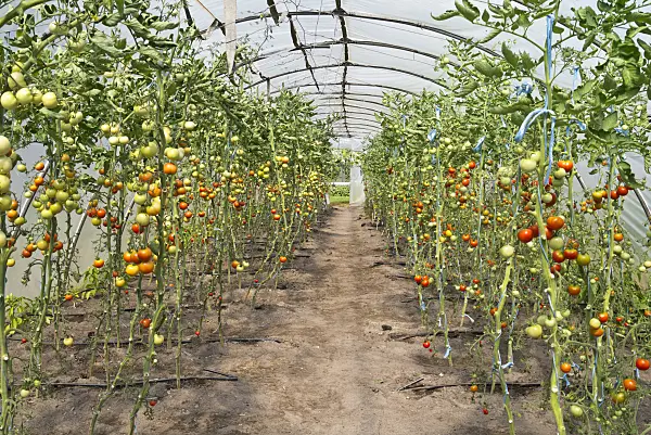 535238 - Tomatoes (Lycopersicon esculentum) in a poly greenhouse