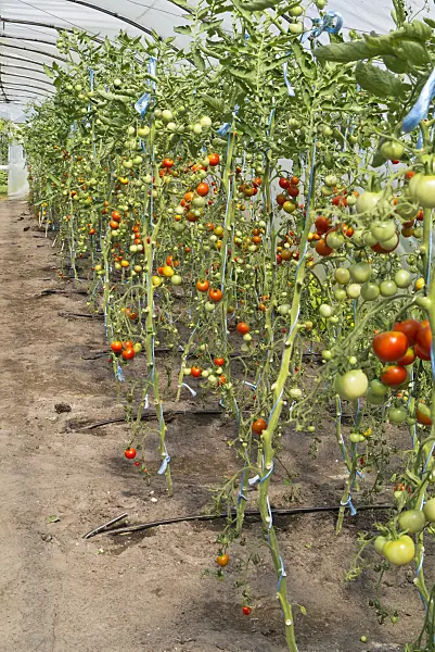535239 - Tomatoes (Lycopersicon esculentum) in a poly greenhouse