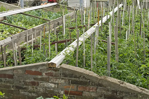 534263 - Tomatoes (Lycopersicon esculentum) in cold frames