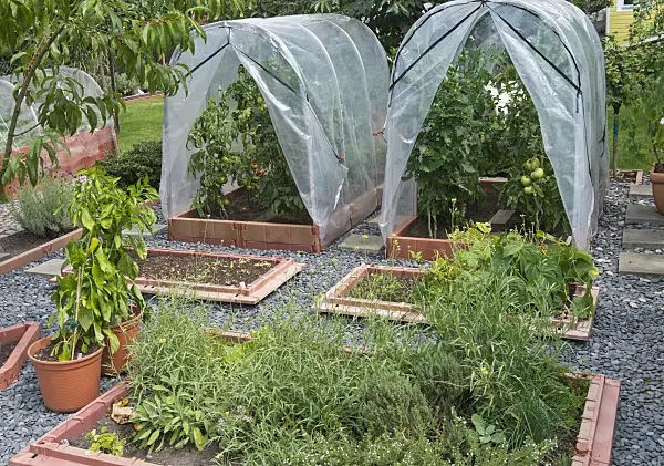 535010 - Tomatoes (Lycopersicon esculentum) in poly greenhouses