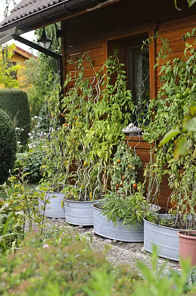 488098 - Tomatoes (Lycopersicon esculentum) in tin troughs
