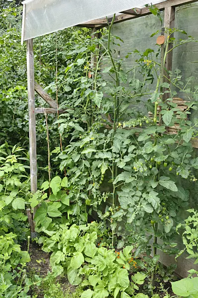 474124 - Tomatoes (Lycopersicon esculentum) with protection against rain