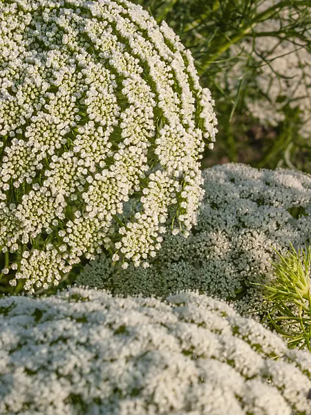 403103 - Toothpick weed (Ammi visnaga)