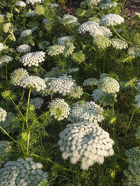 403104 - Toothpick weed (Ammi visnaga)