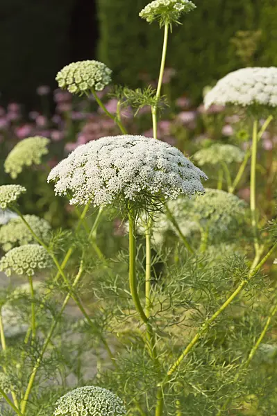 511208 - Toothpick weed (Ammi visnaga)