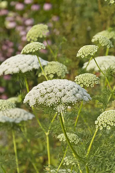 511209 - Toothpick weed (Ammi visnaga)