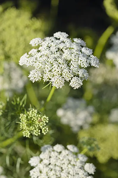 524129 - Toothpick weed (Ammi visnaga)