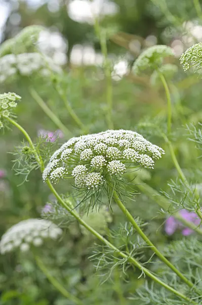 487175 - Toothpick weed (Ammi visnaga 'Blütenball')
