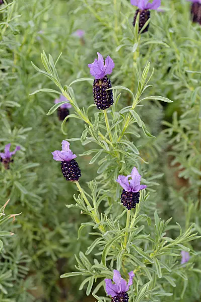 482061 - Topped lavender (Lavandula stoechas)