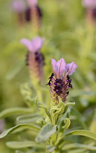 506011 - Topped lavender (Lavandula stoechas)