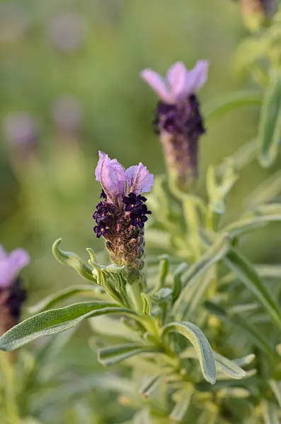 506015 - Topped lavender (Lavandula stoechas)