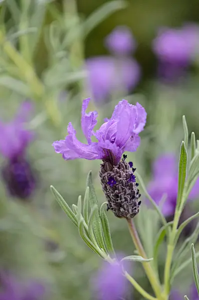 519154 - Topped lavender (Lavandula stoechas)