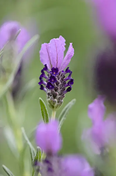 519155 - Topped lavender (Lavandula stoechas)