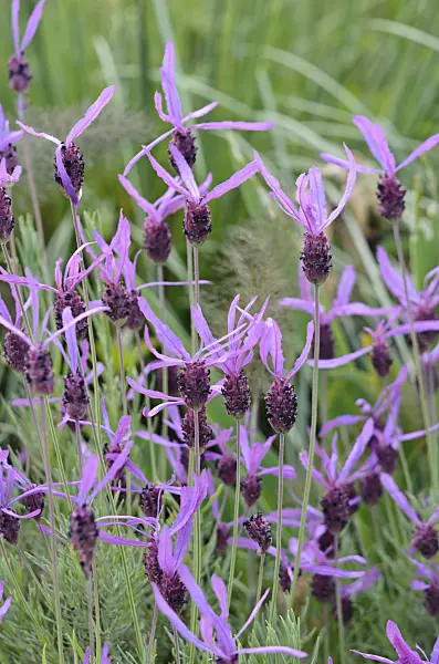 533547 - Topped lavender (Lavandula stoechas)