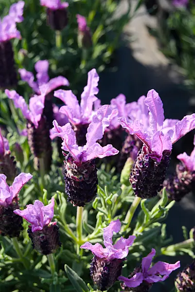 672032 - Topped lavender (Lavandula stoechas)