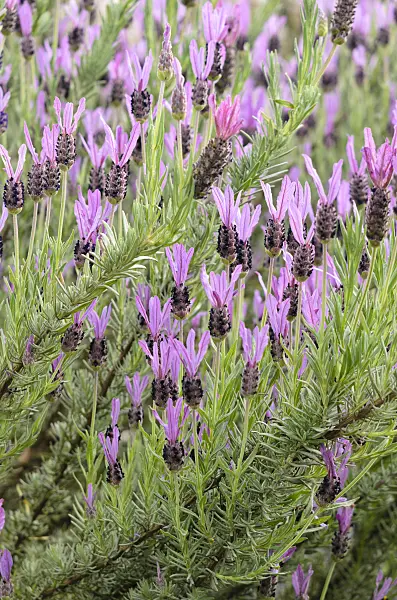 533281 - Topped lavender (Lavandula stoechas subsp. luisieri)