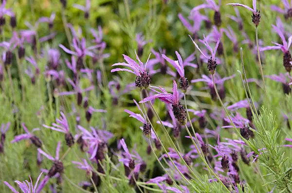 533494 - Topped lavender (Lavandula stoechas subsp. pedunculata)