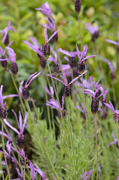 533495 - Topped lavender (Lavandula stoechas subsp. pedunculata)