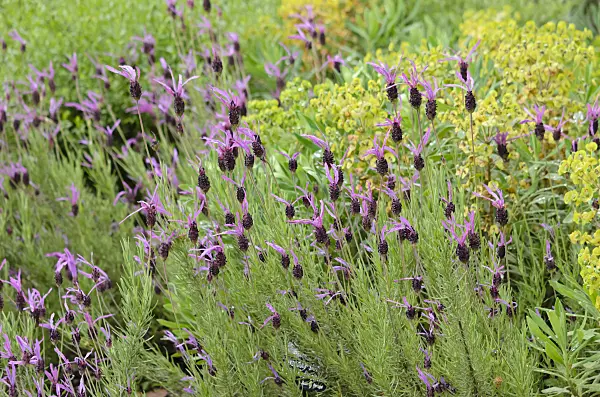 533498 - Topped lavender (Lavandula stoechas subsp. pedunculata)