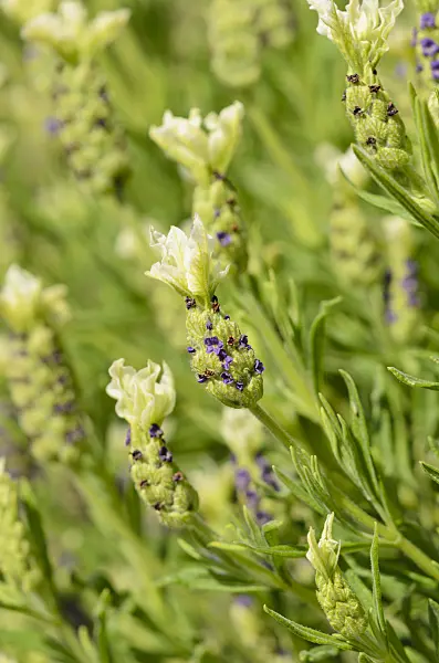 533439 - Topped lavender (Lavandula stoechas 'Tiara')