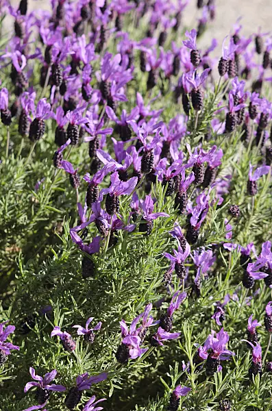 533437 - Topped lavender (Lavandula stoechas 'Victory')