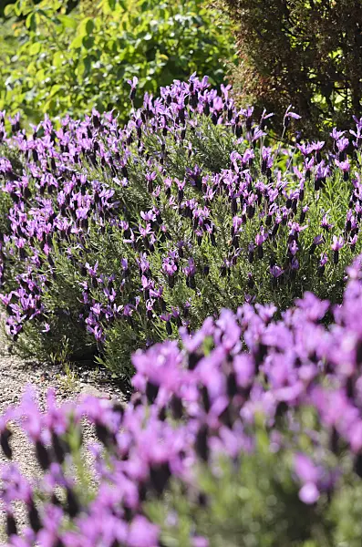 533438 - Topped lavender (Lavandula stoechas 'Victory')